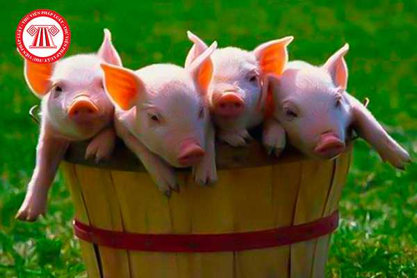 Nhập khẩu giống vật nuôi là lợn đực Yorkshire