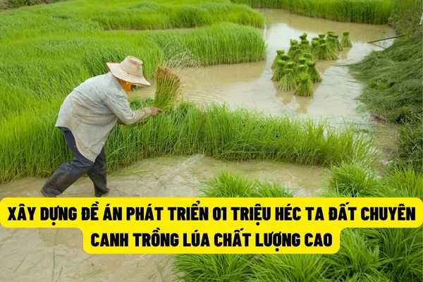 Xây dựng đề án sản xuất bền vững 01 triệu héc ta chuyên canh lúa chất lượng cao tại Đồng bằng Sông Cửu Long?