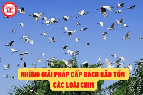 Những giải pháp cấp bách để bảo tồn các loài chim hoang dã, chim di cư tại Việt Nam mới nhất?