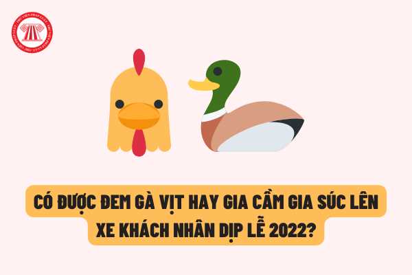 Có được đem gà vịt hay gia cầm gia súc lên xe khách về quê nhân dịp lễ năm 2022 hay không theo quy định của pháp luật?