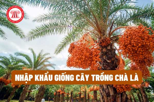 Hồ sơ, thủ tục cấp giấy phép nhập khẩu giống cây trồng chà là được pháp luật quy định như thế nào?