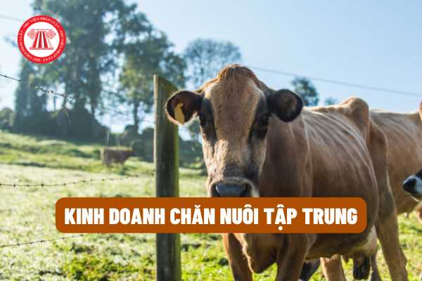 Có những quy định nào về việc kinh doanh chăn nuôi tập trung theo pháp luật Viêt Nam hiện hành?