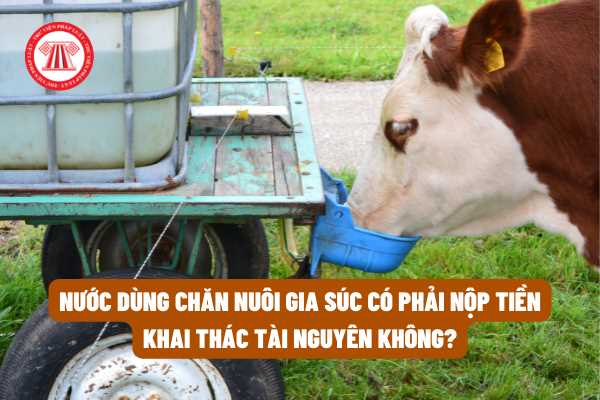 Nước dùng chăn nuôi gia súc có phải nộp tiền khai thác tài nguyên không theo quy định của pháp luật?