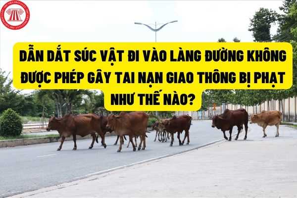 Bò “điên” chạy rông trên đường gây tai nạn chết người thì chủ có thể bị phạt tù đến 10 năm theo quy định của pháp luật?