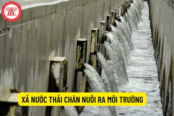 Xã nước thải chăn nuôi ra môi trường