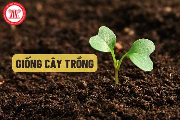 Bí quyết trồng giống cây trồng là gì công nghệ 10 để đạt năng suất cao nhất