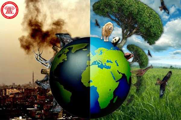 Các hình thức ô nhiễm môi trường là gì?
