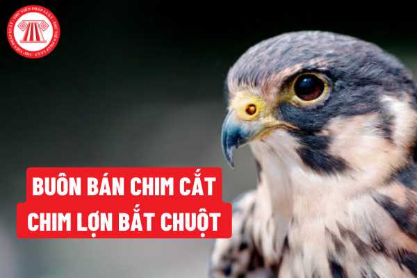 Quảng cáo cho việc buôn bán chim cắt và chim lợn bắt chuột