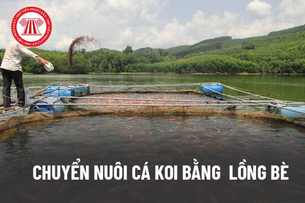 Nuôi cá Koi lồng bè