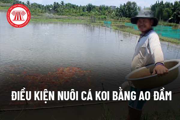 Nuôi cá Koi bằng ao đầm phải đáp ứng các điều kiện gì? Nuôi cá Koi có phải xin Giấy chứng nhận cơ sở đủ điều kiện nuôi trồng thủy sản không?