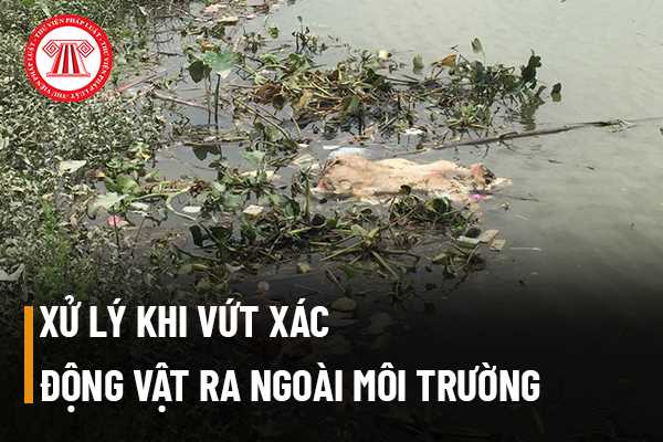 Xử lý hành vi vứt xác động vật ra ngoài môi trường 