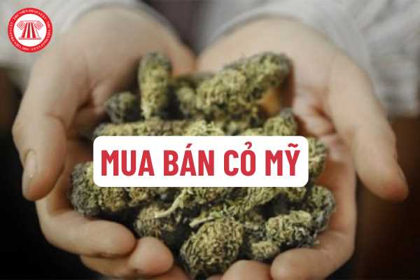 Mua bán cỏ mỹ