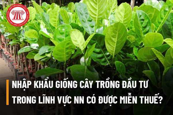 Nhập khẩu giống cây trồng 