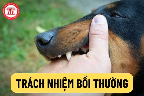 Trách nhiệm bồi thường chủ chó là chuyện rất nghiêm túc, nhưng hãy xem những hình ảnh hài hước liên quan để giải trí một cách thông minh và sáng suốt.