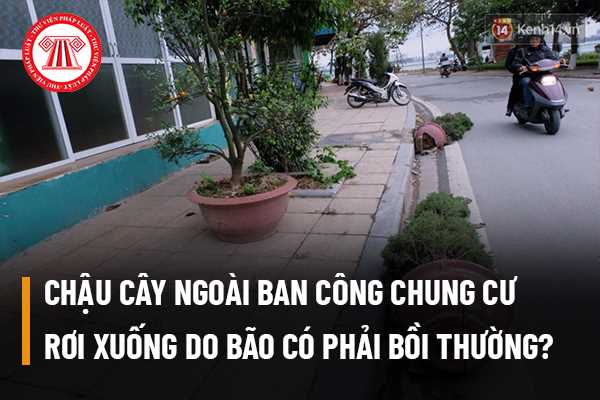 Treo chậu cây ngoài ban công mà để rơi xuống xe ô tô do mưa, bão có phải bồi thường không