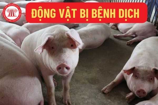 Động vật bị dịch bệnh 