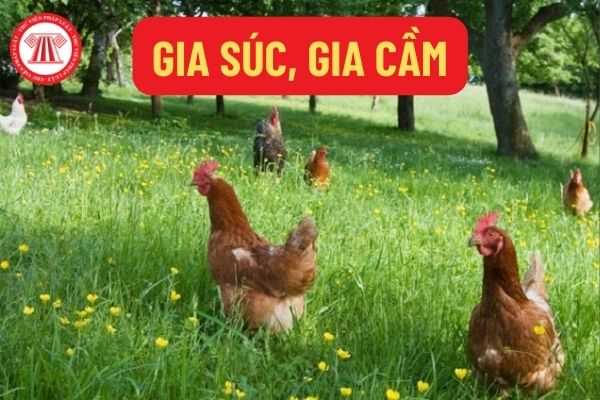 Gia súc, gia cầm 