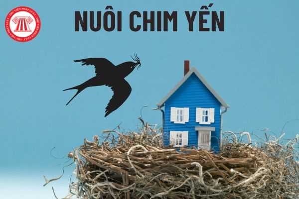 Nuôi chim yến