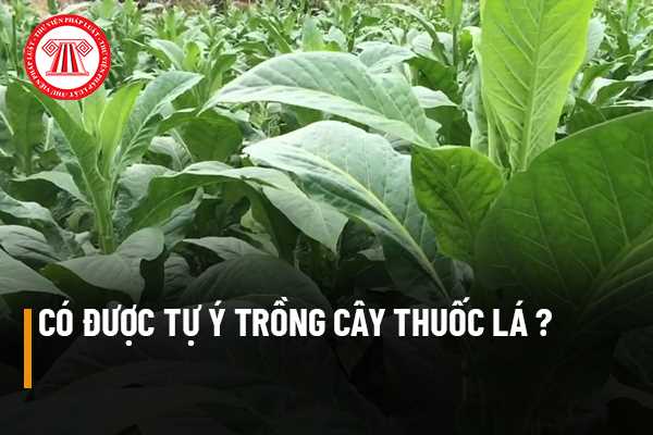 Trồng cây thuốc lá