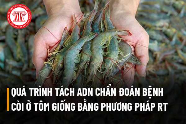 Quá trình tách chiết ADN để chẩn đoán bệnh còi ở tôm giống bằng phương pháp RT PCR được thực  hiện như thế nào?