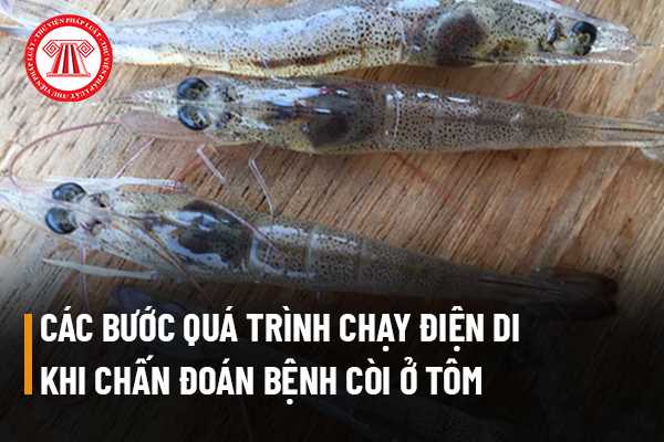 Quá trình chạy điện di khi thực hiện phương pháp RT PCR để chấn đoán bệnh còi ở tôm gồm mấy bước thực hiện?