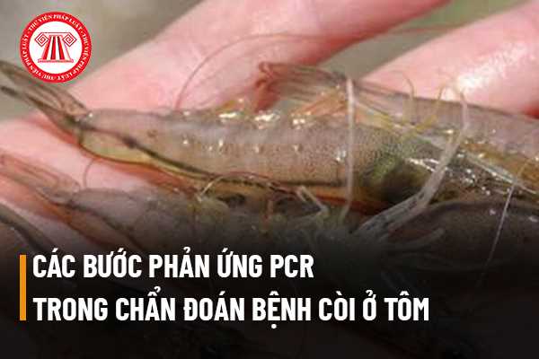 Phản ứng PCR trong phương pháp RT PCR nhằm chẩn đoán bệnh còi ở tôm có bao nhiêu bước phản ứng?