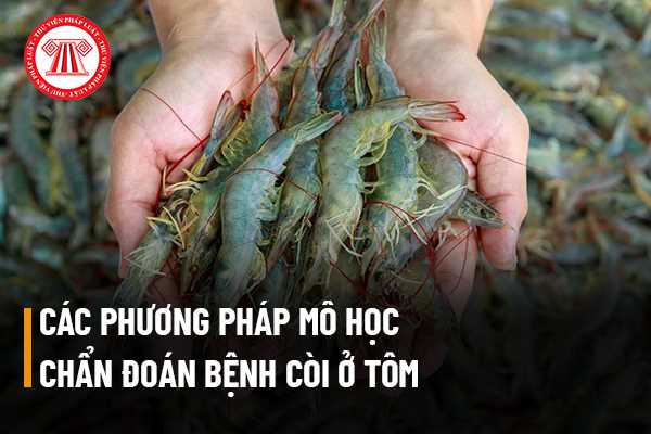 Trong phương pháp mô học để chẩn đoán bệnh còi ở tôm có bao nhiêu phương pháp chẩn đoán?