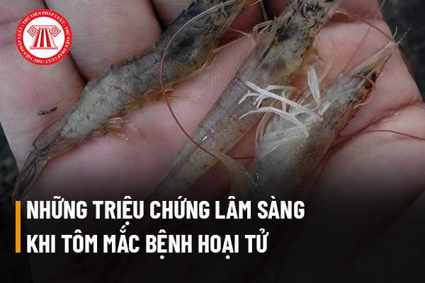 Bệnh hoại tử cơ thường ảnh hưởng đến loại tôm nào?
