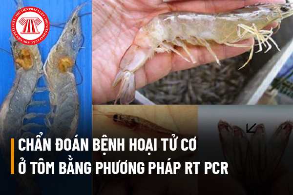 Có thể chẩn đoán bệnh hoại tử cơ ở tôm bằng phương pháp RT PCR hay không? 