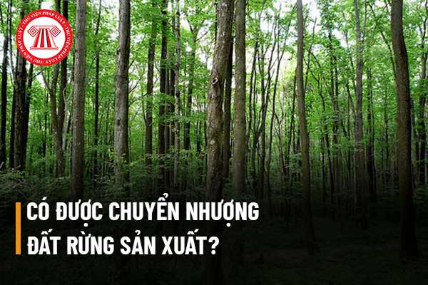 Đất rừng sản xuất