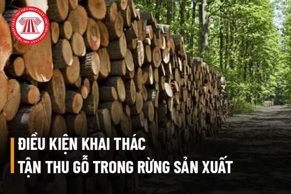 Điều kiện để tiến hành khai thác tận thu gỗ trong rừng sản xuất là rừng trồng là gì?