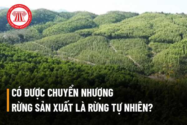 Rừng sản xuất