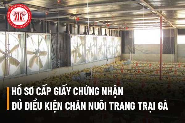 Chăn nuôi trang trại gà