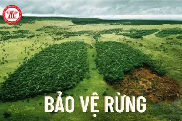 Bảo vệ rừng