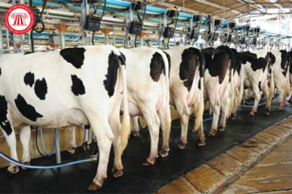 Cơ sở vắt sữa, thu gom sữa tươi phải đảm bảo yêu cầu nào về làm sạch, khử trùng?