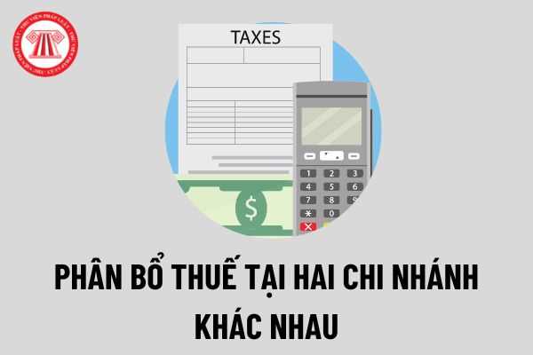 Phân bổ thuế thu nhập doanh nghiệp đối với hai chi nhánh tại hai tỉnh khác nhau được thực hiện như thế nào?