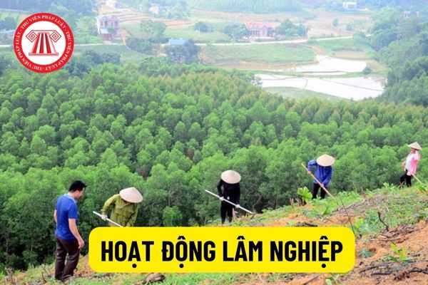 Những hành vi nào bị nghiêm cấm trong hoạt động lâm nghiệp? Các nguyên tắc trong hoạt động lâm nghiệp?