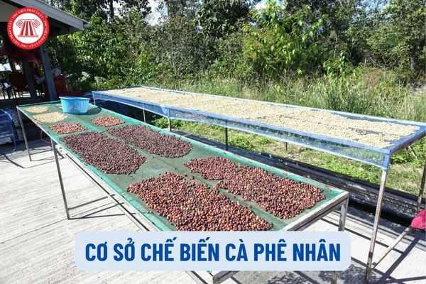 Cơ sở chế biến cà phê