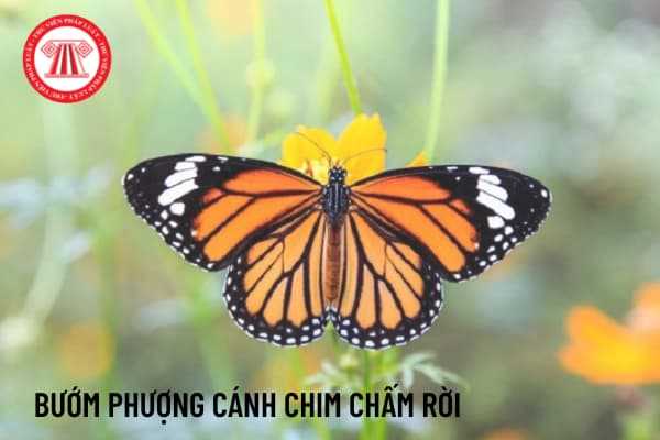 Bướm phượng cánh chim chấm rời