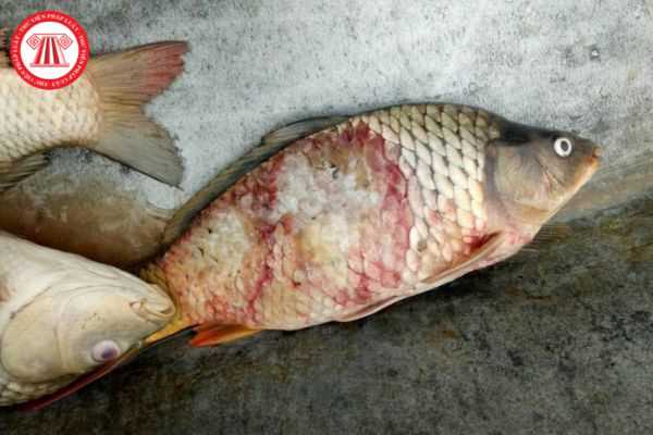 Hội chứng lở loét ở trên một số loại cá do những tác nhân nào gây nên? Khi cá mắc hội chứng lở loét thì sẽ có những triệu chứng lâm sàng như thế nào?