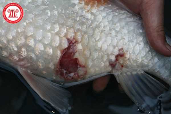 Hội chứng lở loét thường xuất hiện ở giai đoạn phát triển nào của cá? Chẩn đoán hội chứng lở loét ở cá bằng phương pháp PCR thì cần dùng những loại thuốc thử và vật liệu thử nào?