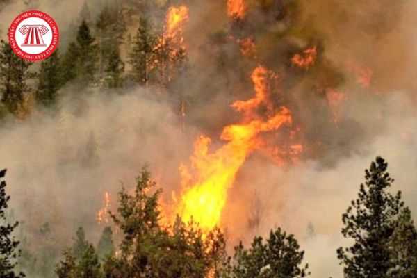 Chủ rừng là tổ chức có phải lập đội phòng cháy chữa cháy và lập báo cáo định kỳ về phòng cháy chữa cháy hay không? 