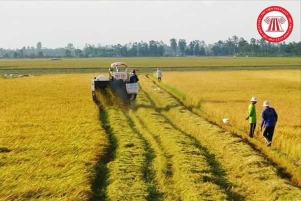 Điều kiện để chuyển nhượng quyền sử dụng đất trồng lúa gồm những gì? Công chức nhà nước có được phép nhận chuyển nhượng đất trồng lúa hay không?