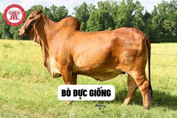 Bò đực giống