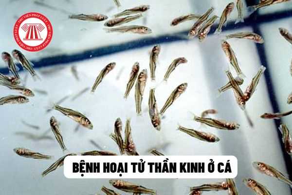  Bệnh hoại tử thần kinh ở cá