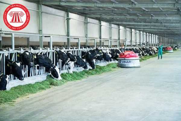 Bến Tre Phát triển mạnh mô hình chăn nuôi bò sữa  Ảnh thời sự trong nước   Kinh tế  Thông tấn xã Việt Nam TTXVN