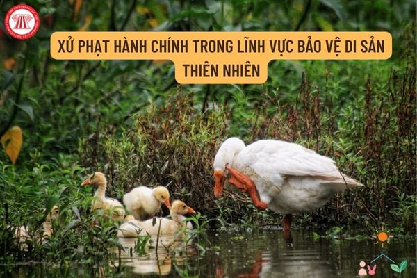 ức xử phạt vi phạm hành chính về các hoạt động bảo vệ di sản thiên nhiên, hệ sinh thái tự nhiên và các loại sinh vật hiện nay?