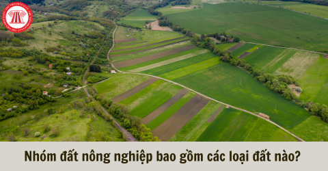 Nhóm đất nông nghiệp bao gồm các loại đất nào? Điều kiện chuyển đổi quyền sử dụng đất nông nghiệp?