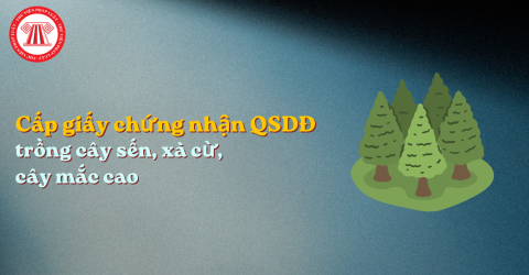 Hiện trạng đất trồng cây sến, xà cừ, cây mắc cao khi cấp giấy chứng nhận quyền sử dụng đất có được xác định mục đích là đất rừng sản xuất?