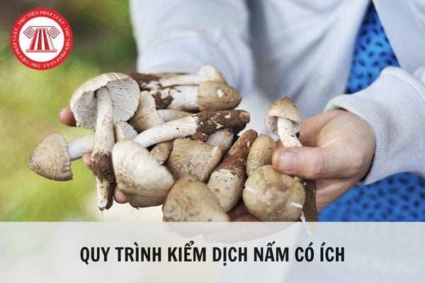 Quy trình kiểm dịch nấm có ích nhập khẩu trong khu cách ly kiểm dịch thực vật?